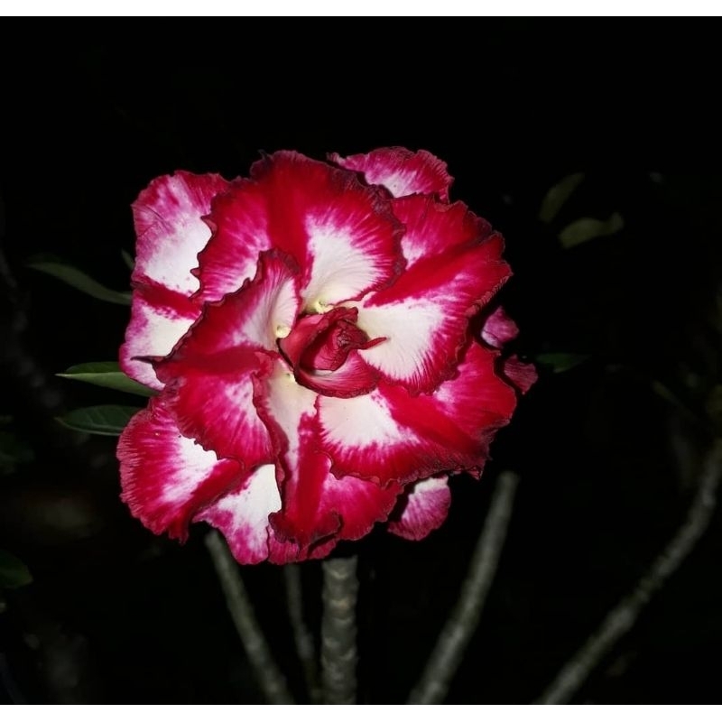 tanaman hias adenium /tanaman hias Kamboja Jepang / pmk