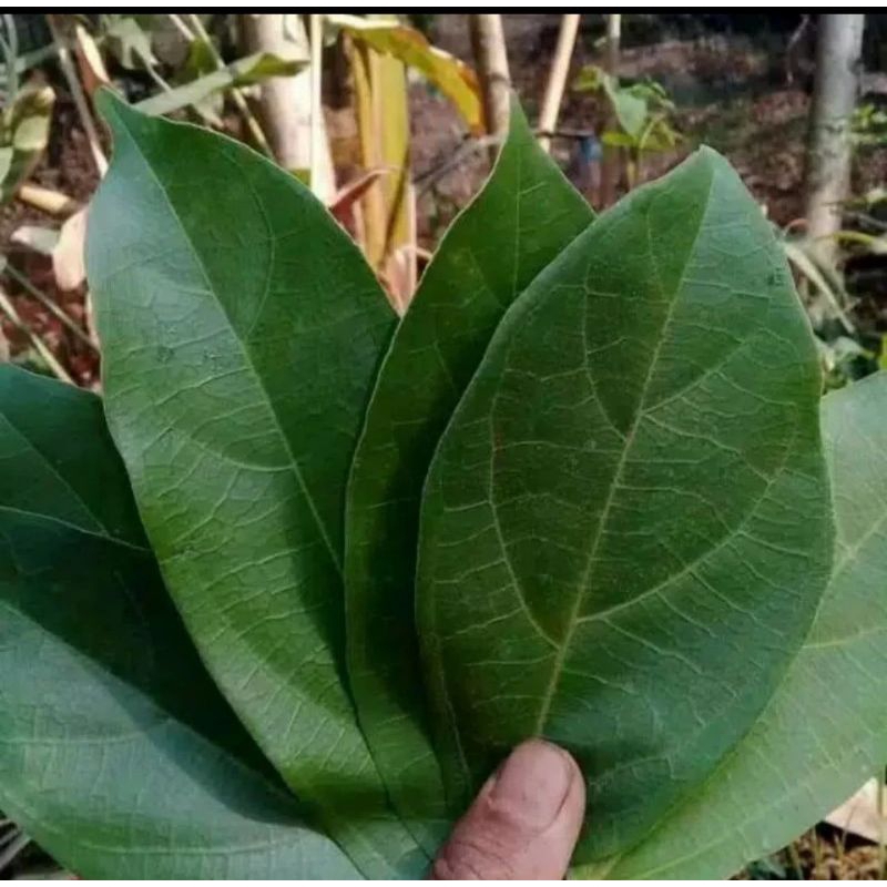 

daun cincau perdu hijau