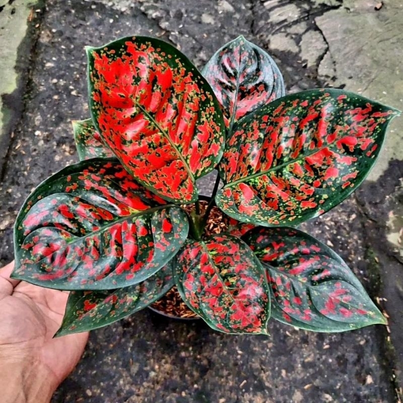 Aglonema Red Spider Super Red Roset Merah Merona - Agalonema Red Spider-  tanaman hias hidup - bunga