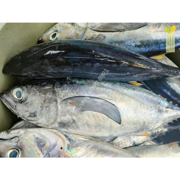 Ikan Tongkol Segar Ikan Tongkol Abu Abu  Ikan Laut Segar 1Kg