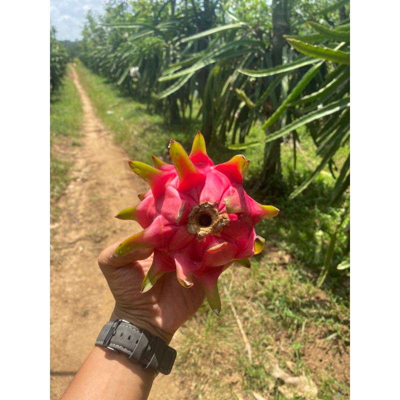 

Buah naga