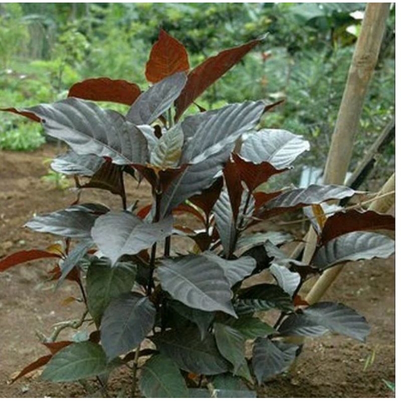 

daun handelem daun ungu 250 gram