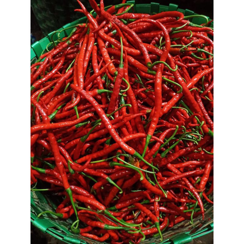 

Cabe Kriting Merah Segar 250 Gram