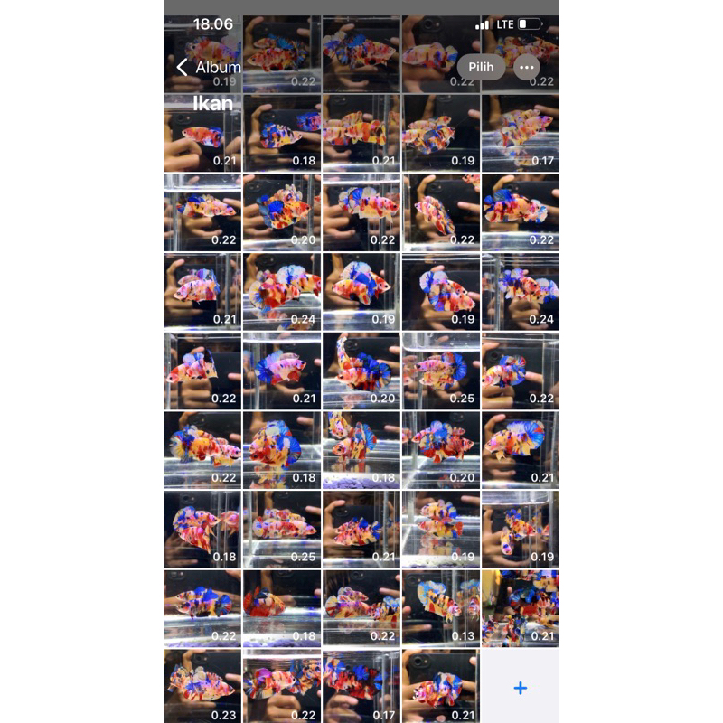 SEPASANG YELLOW BASE MULTY + PACK