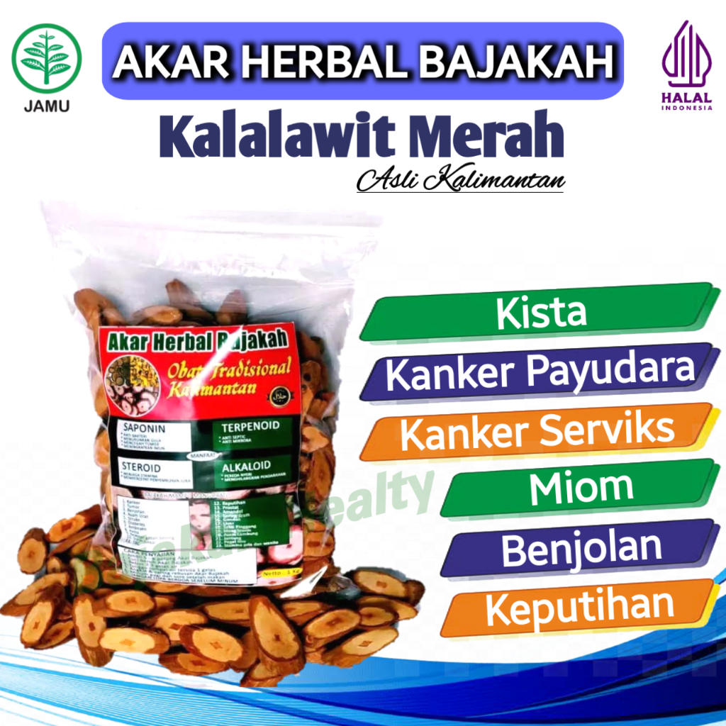 

Akar Bajakah Kalalawit Merah Obat Kista Kanker Payudara Kanker Serviks Miom Benjolan Original