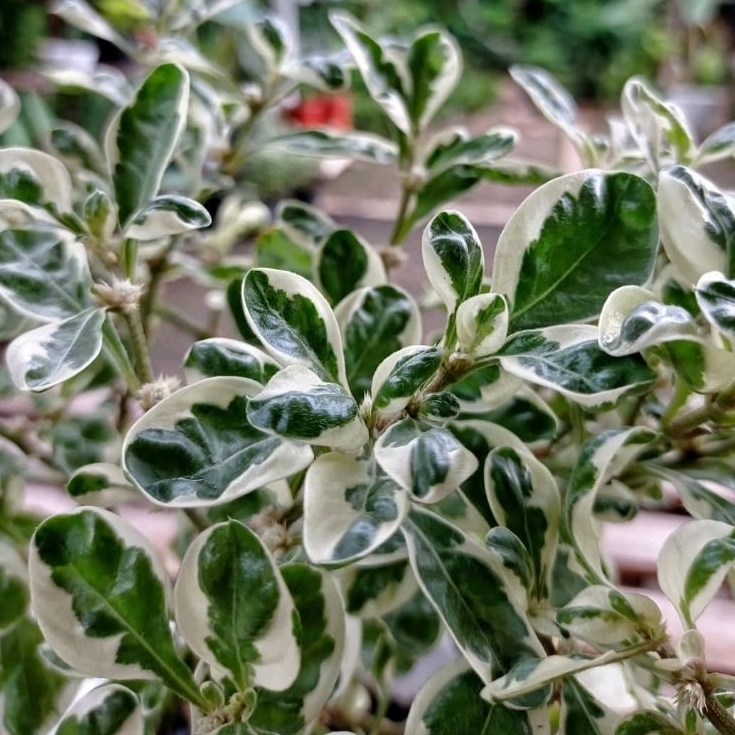 Krokot varigata-tanaman krokot-tanaman hias krokot