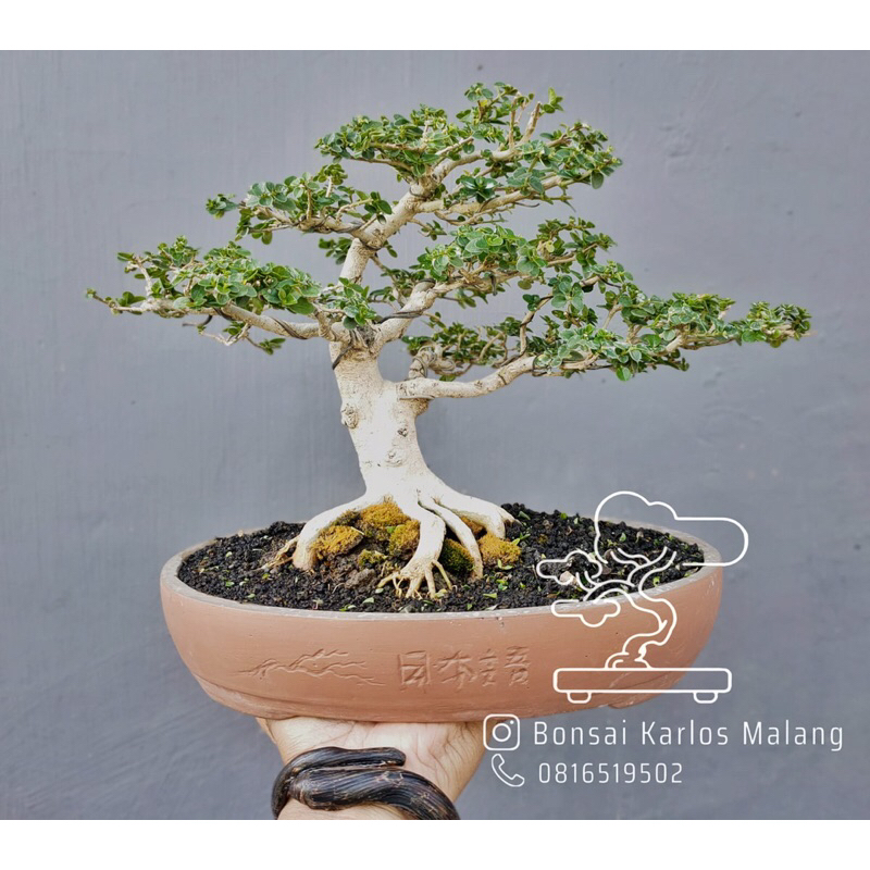 Bonsai Sancang Size Small