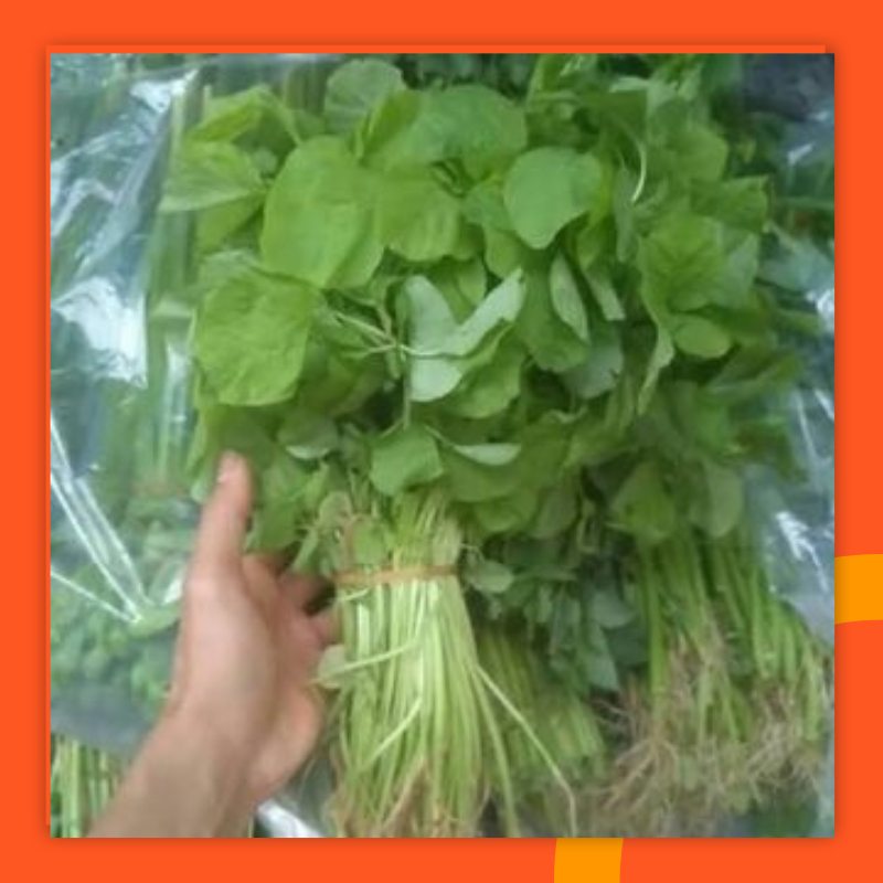 

Sayur Bayam Bayem Daun bayam Segar 1Ikat fresh