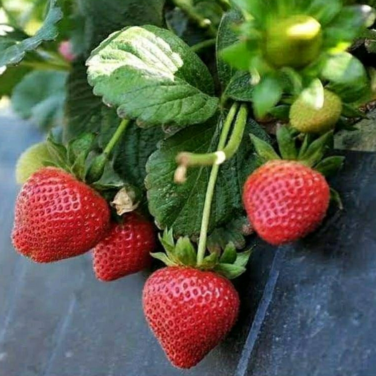 DIARY PETANI - Paket 5 Bibit Strawberry Jenis Mencir Dataran Rendah Siap Tanam