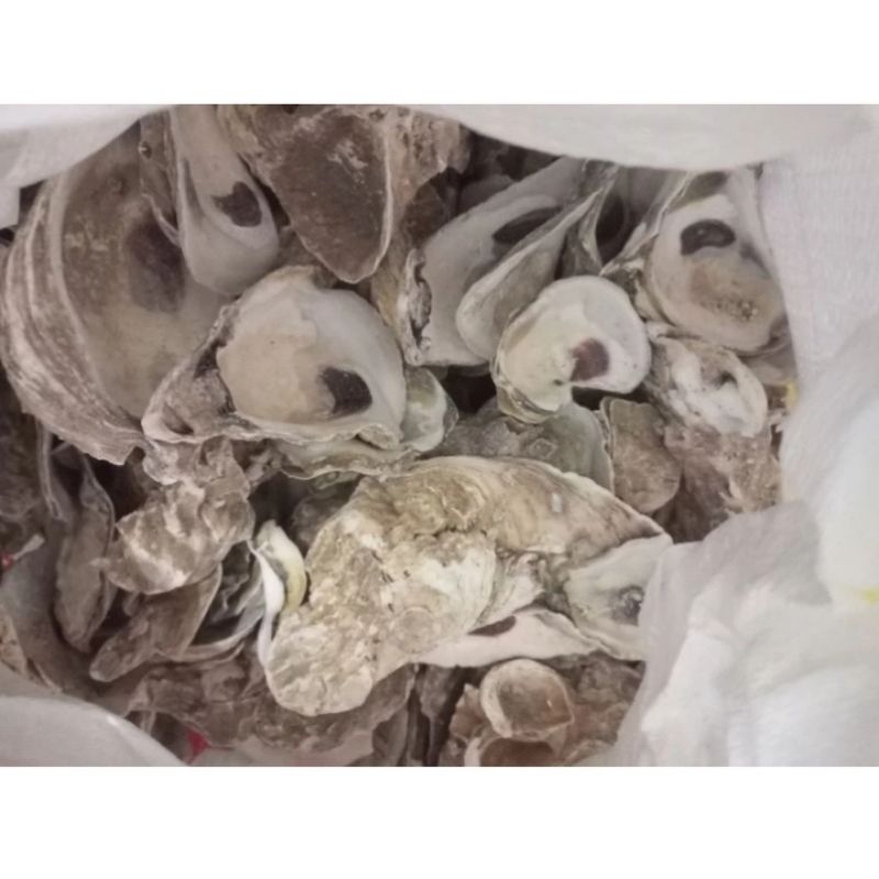 Lovemiauw Kerang Oyster Karungan 10 Kg / Oyster / Kerang Oyster / Media Filter / Media Filter Kolam
