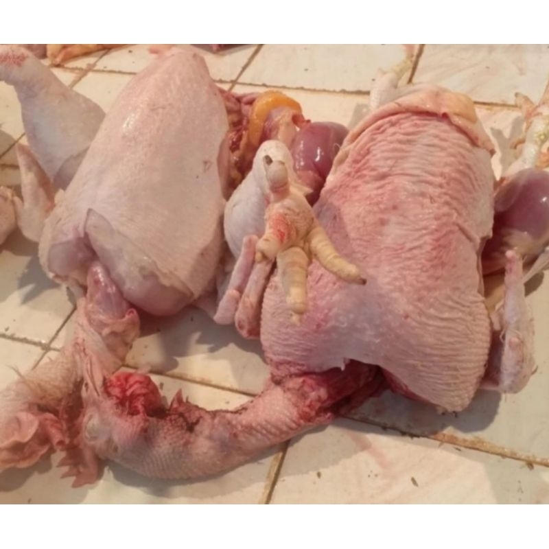 

Ayam Parent jumbo 3-4kg ada ati ampela