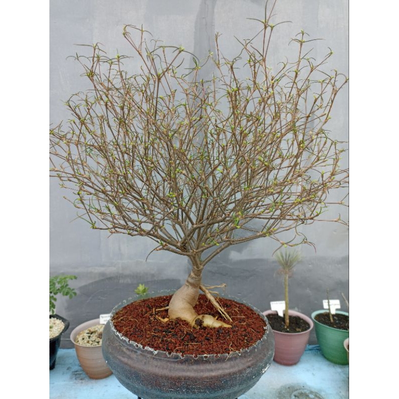 euphorbia hedyotoides large caudex