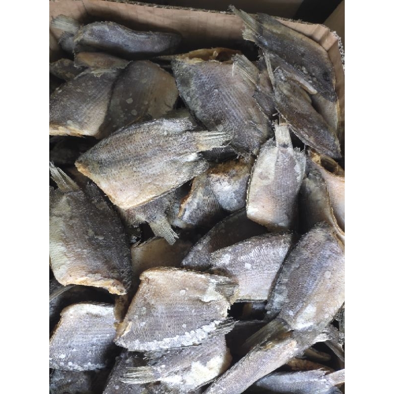Ikan Sepat Betok/Tembakang Besar