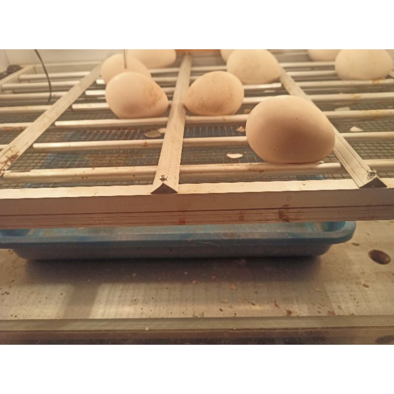 MESIN TETAS TELUR MERAK 100% BERHASIL