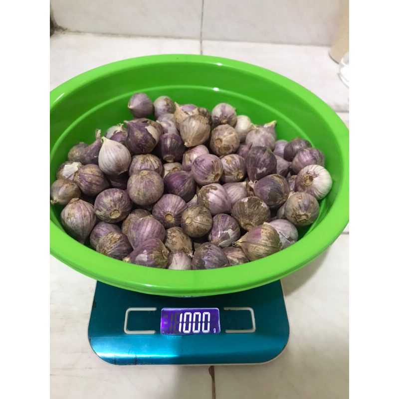 

Bawang Putih Tunggal / Bawang Lanang Premium