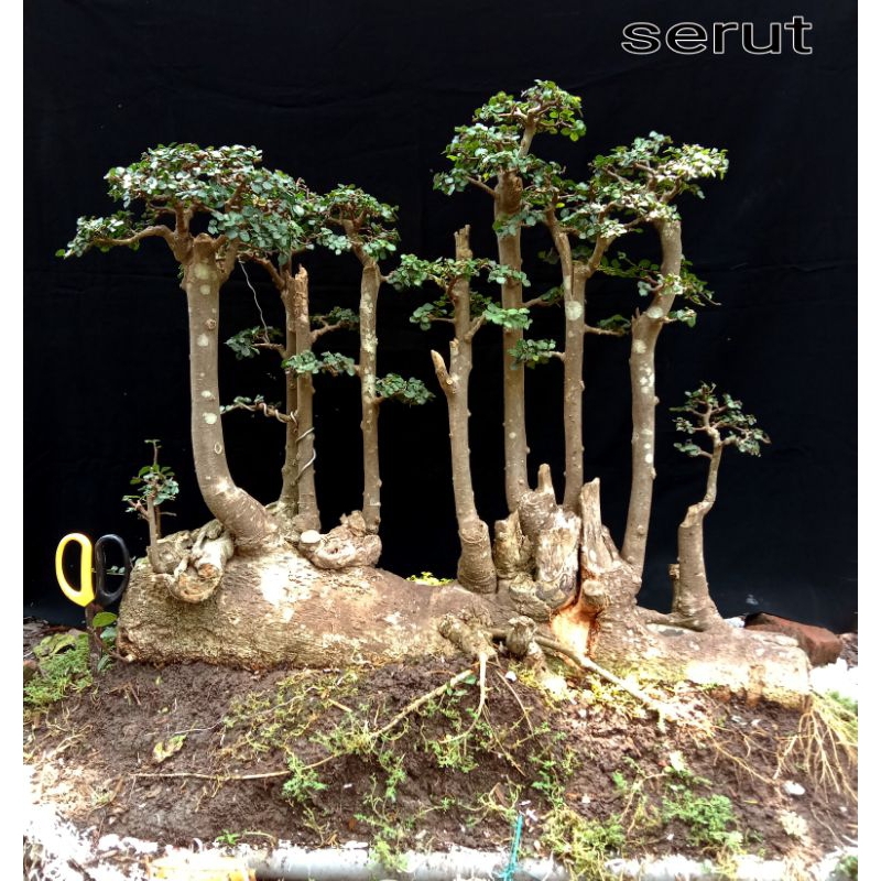 bonsai serut raft real pict