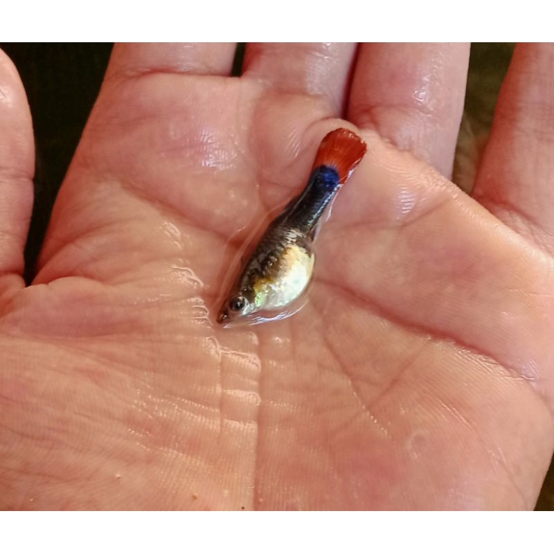 Hiasan Aquarium ( Guppy Betina cendolan Indukan Siap pijah full telur )