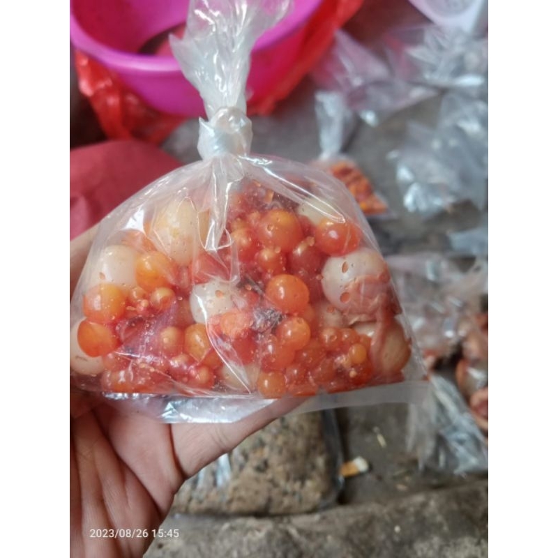 telur bulus umpan alami galatama lele dan bawal Gocorrr
