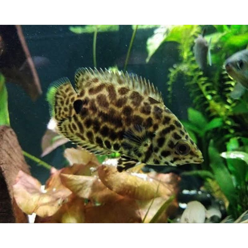 CTENOPOMA | Ikan Hias Aquascape