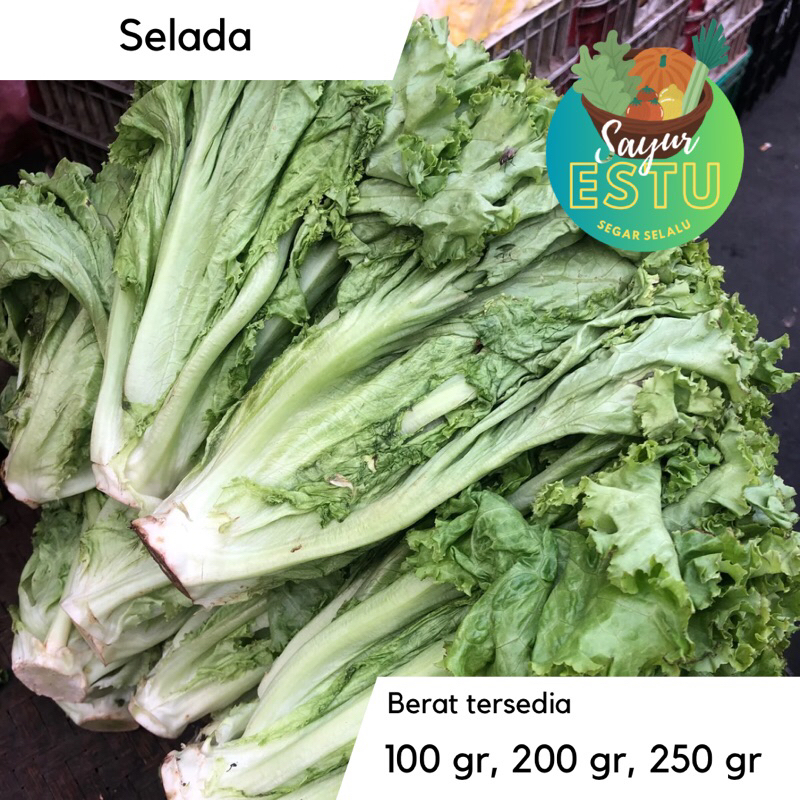 

Selada / Lalapn Selada [GRATIS ONGKIR]