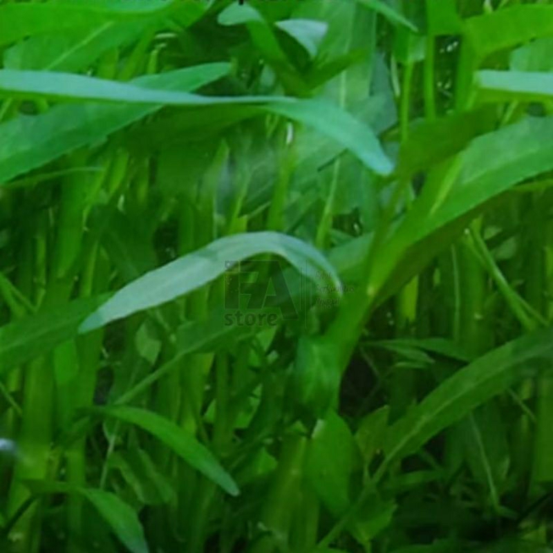 Bibit Kangkung Kualitas Unggul ±200biji Benih sayuran  Benih Hidroponik Benih Seribuan Benih Tanaman