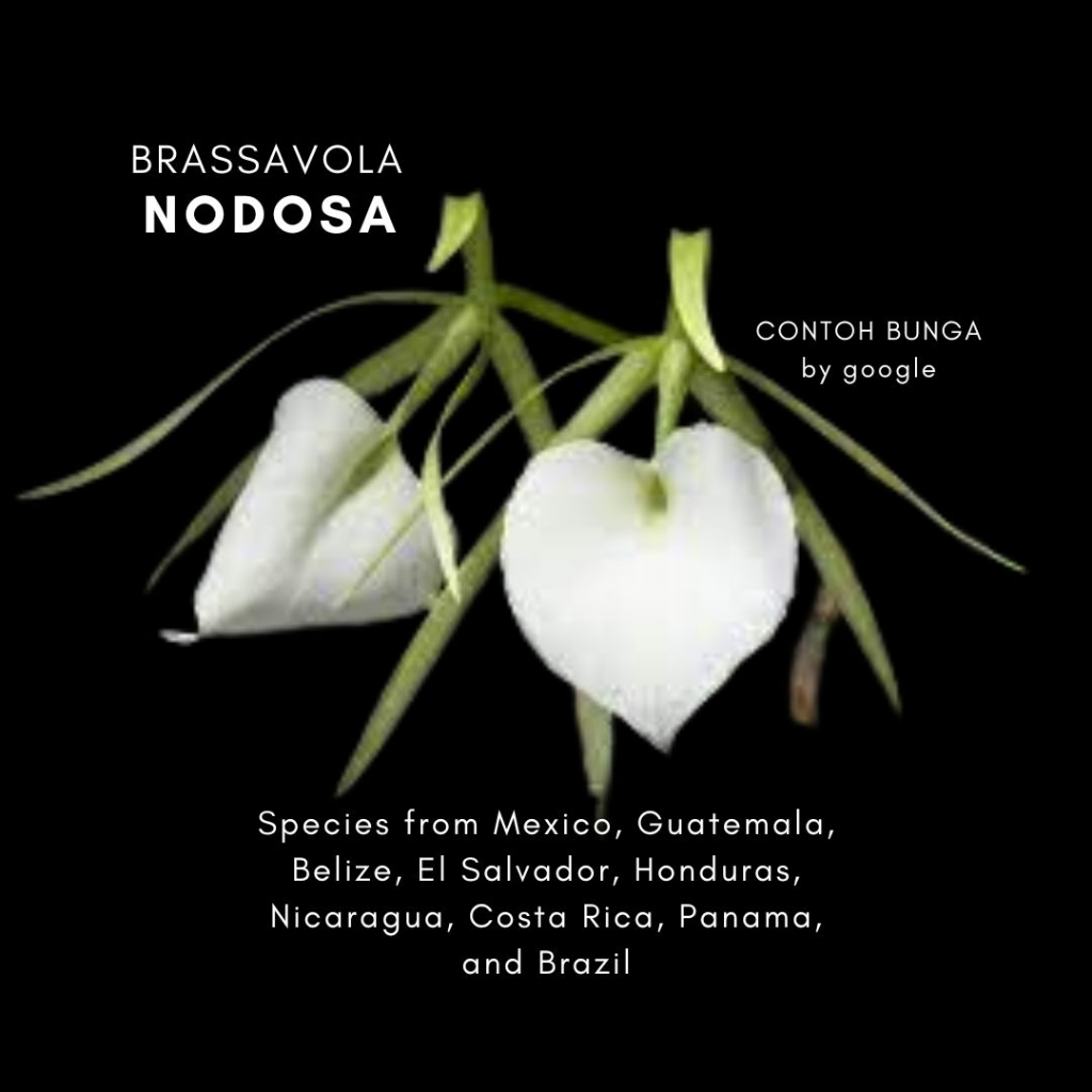 Brassavola Nodosa