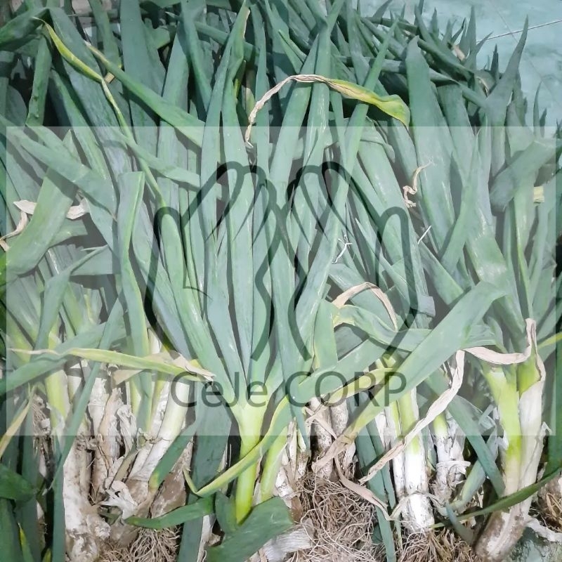 

bawang prei/daun bawang/teropong per kilogram