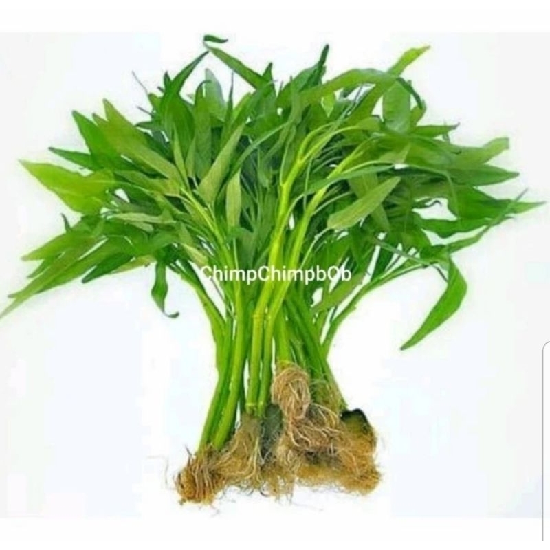 

KANGKUNG AKAR SEGAR 300 GRAM