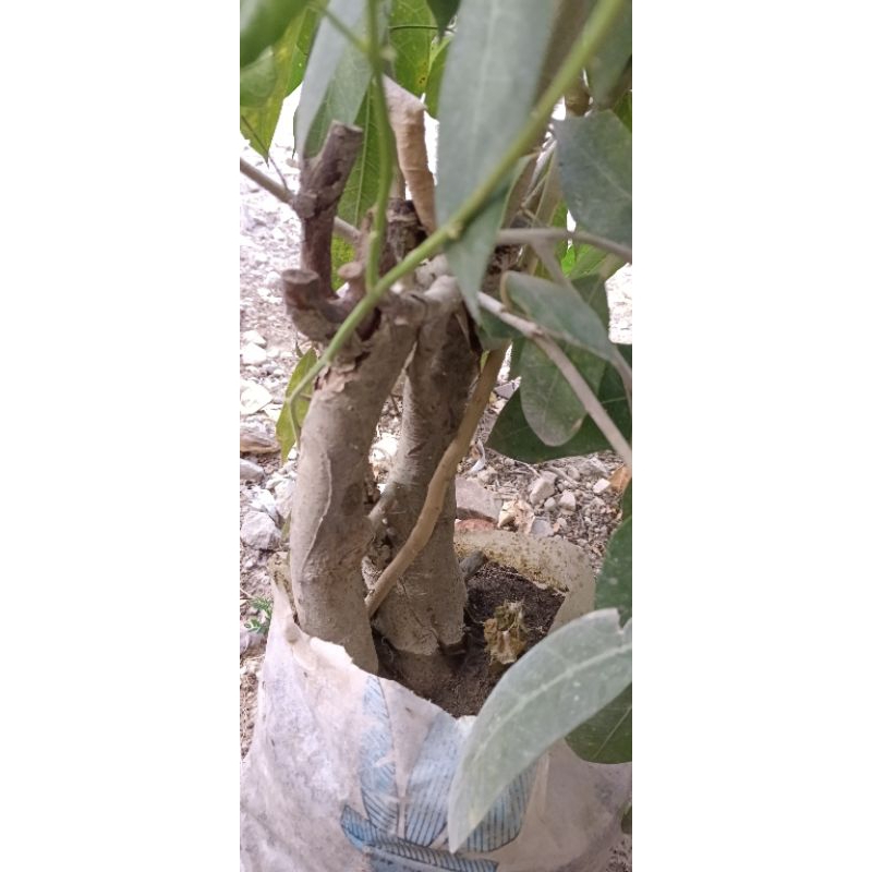 bonsai ampelas karakter jos.