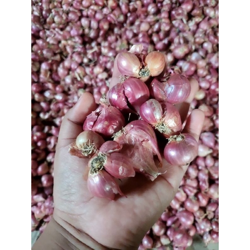 

BRAMBANG LOKAL 2KG TANGGUNG-KECIL