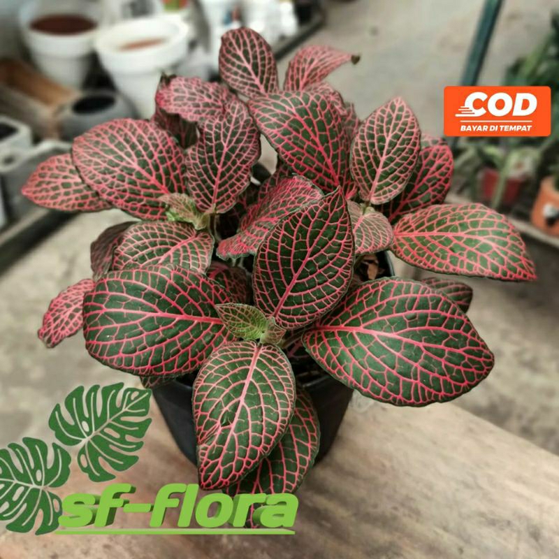 Tanaman Hias Fittonia mutiara merah-fittonia merah