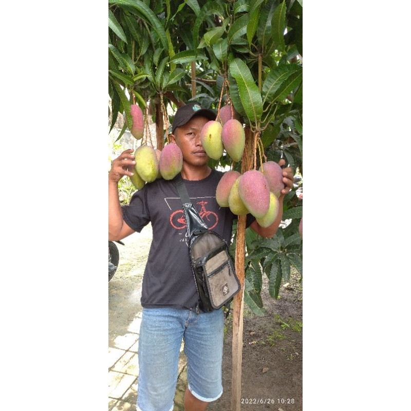 bibit mangga yuwen 6