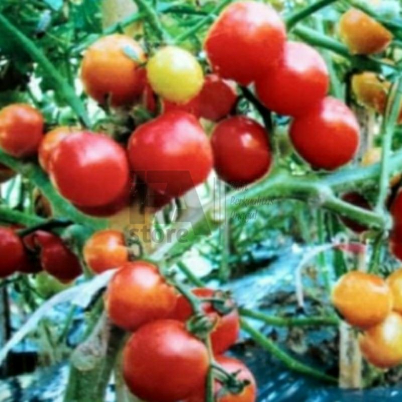 Benih Tomat Ceri Cery Cherry Chery Kelereng ±40biji Rampai Benih sayuran  Benih Hidroponik Benih Ser