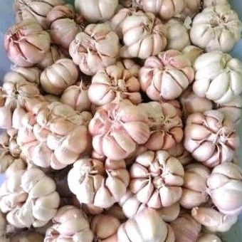 

BAWANG PUTIH 1 KG