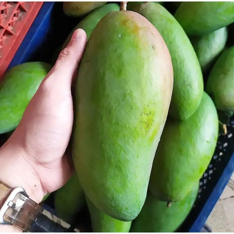 

Mangga Kiojay Thailand