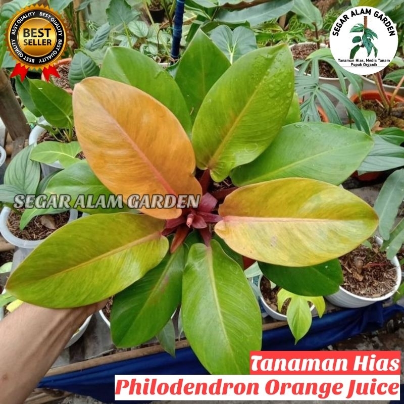 Tanaman Hias Langka dan Mewah Philodendron Orange Juice - Philodendron Orange Juice