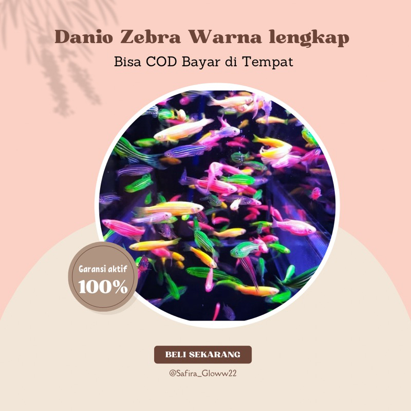 

Danio Zebra Warna lengkap ~ Hiasan Aquarium