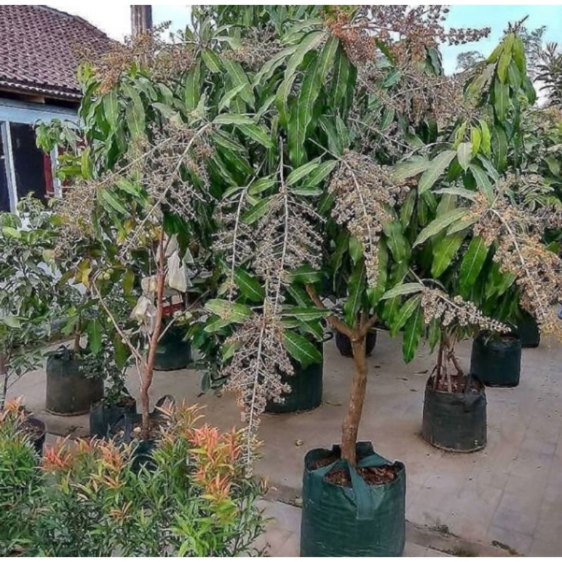 mangga berbunga 1 meter/mangga berbuah