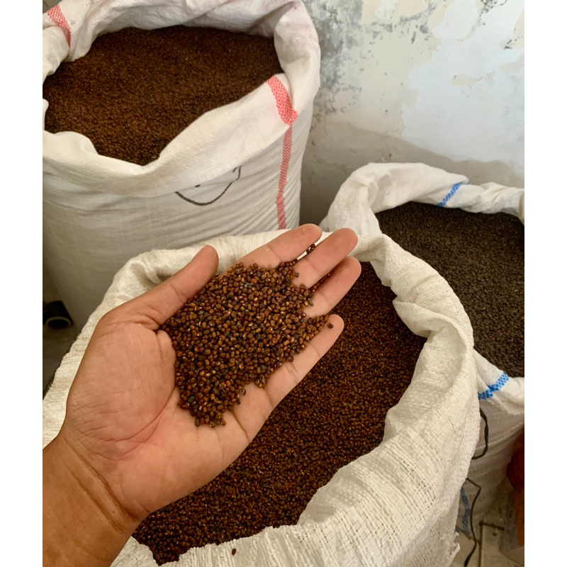 1 KG BENIH KACANG PJ / PUERARIA JAVANICA