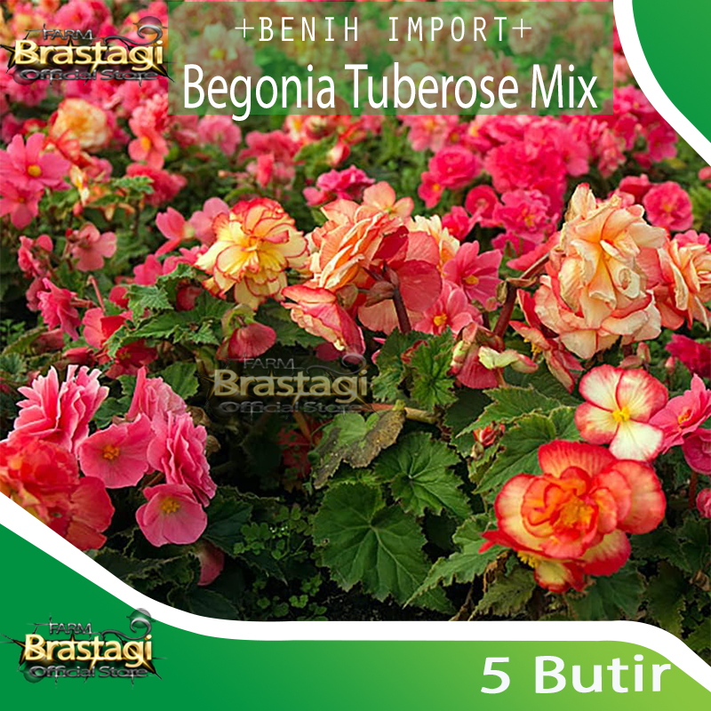 FBTG - 5 Benih Bibit - Bunga Begonia Tuberose Tuberous Tuberosa Mix Multiwarna - Begonia Mawar Flower Rose Seed Mix - Import - B018