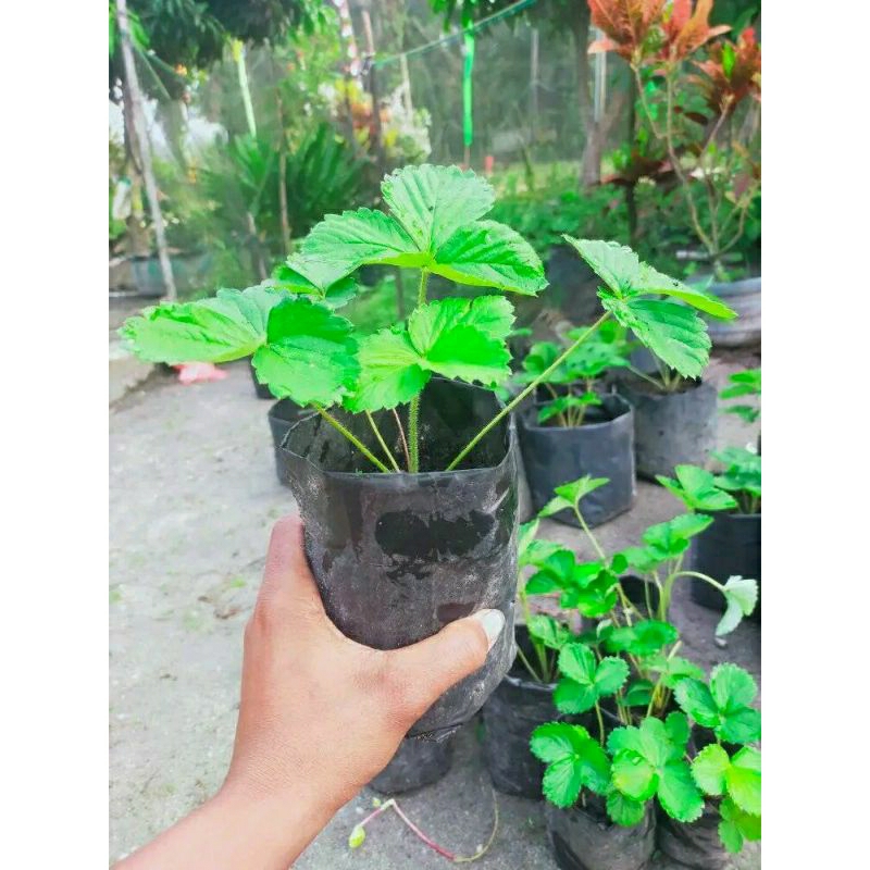 Bibit strawberry California- Tanaman Buah strawberry California-Dewasa