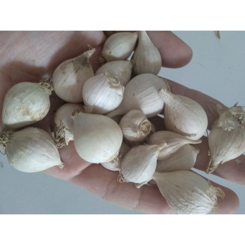 

bawang tunggal lokal 1kg sortiran bukan import