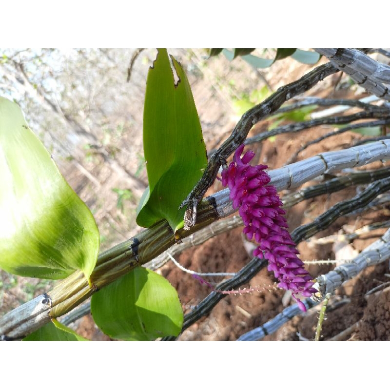 Anggrek Dendrobium Secundum/Anggrek Sikat Dewasa