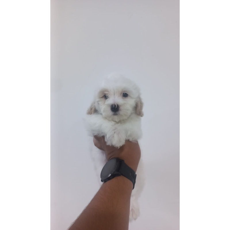 maltipo maltese x poodle