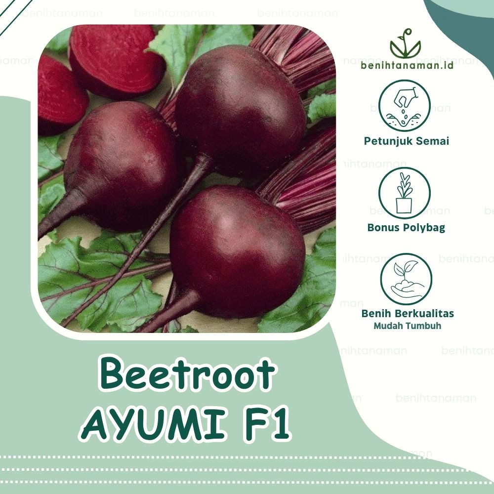 15 Biji - Benih Buah Bit AYUMI F1, Produktivitas tinggi