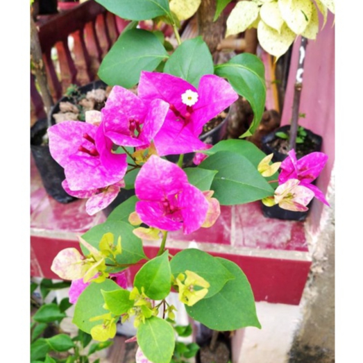 BUNGA HIAS BONSAI BUGENVIL SPLASH VIETNAM ORI / BOUGENVILLE VIETNAM SPLASH UNGGULAN