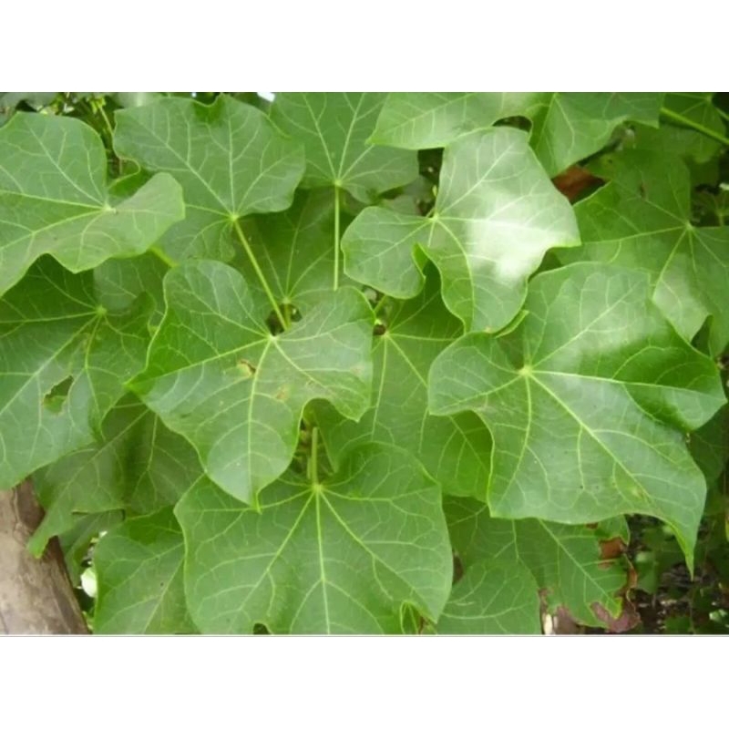 

TERMURAH DAUN HERBAL JARA SEGAR