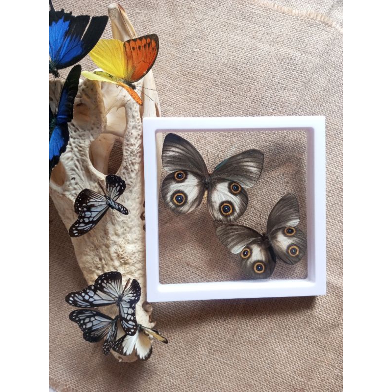 PAJANGAN HIASAN MEJA AWETAN KUPU KUPU ASLI AMBON