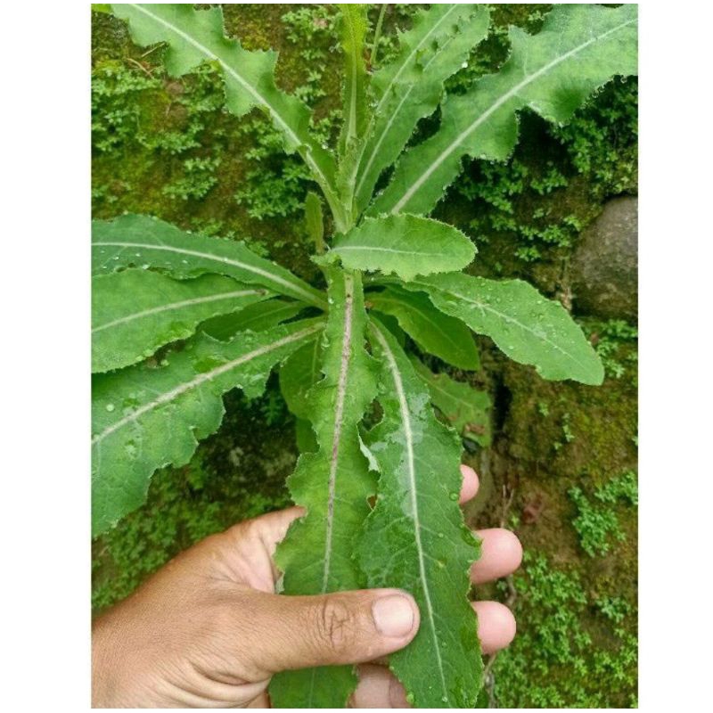 

daun tempuyung| fresh 250 gram