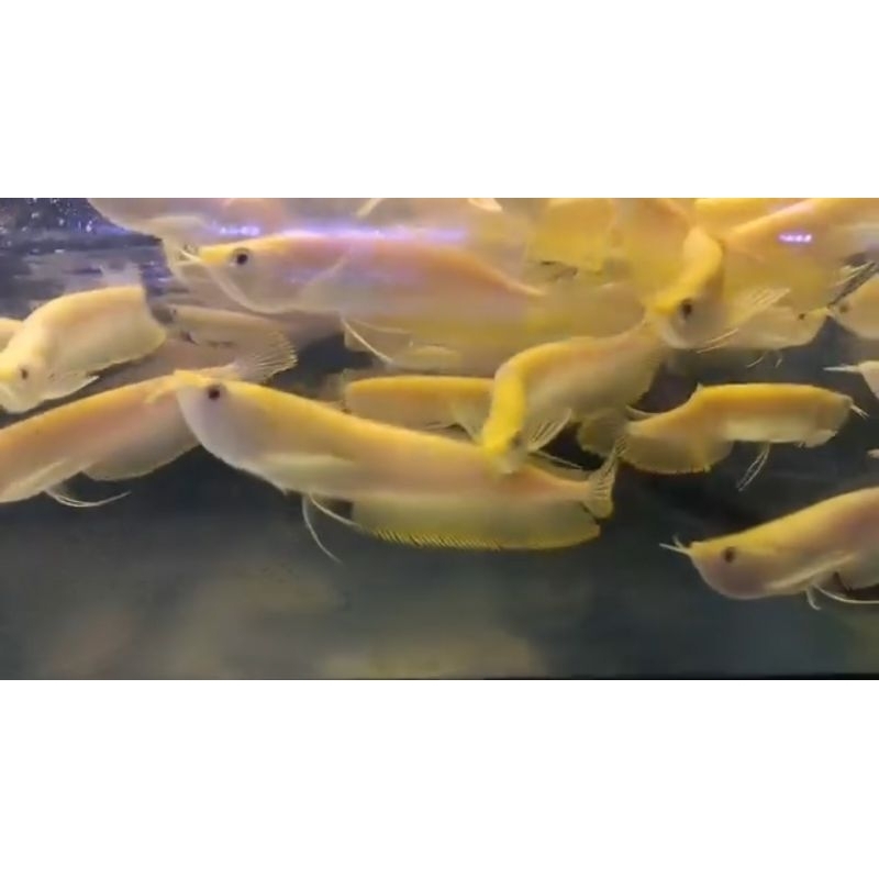 Arowana Silver Albino